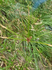 Cyperus vaginatus