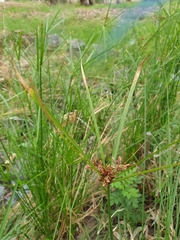 Cyperus vaginatus