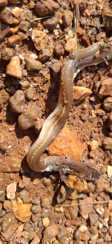 Striped House Snake, Boaedon lineatus