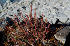 Epilobium melanocaulon