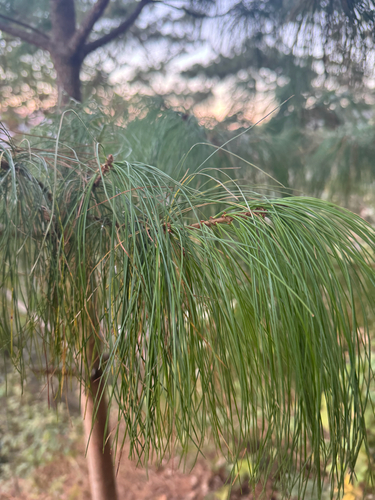 Jelecote pine (Pinus patula)