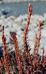 Epilobium melanocaulon