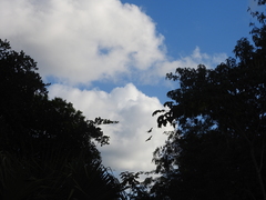 Amazona xantholora