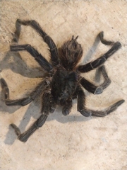 Acanthoscurria paulensis
