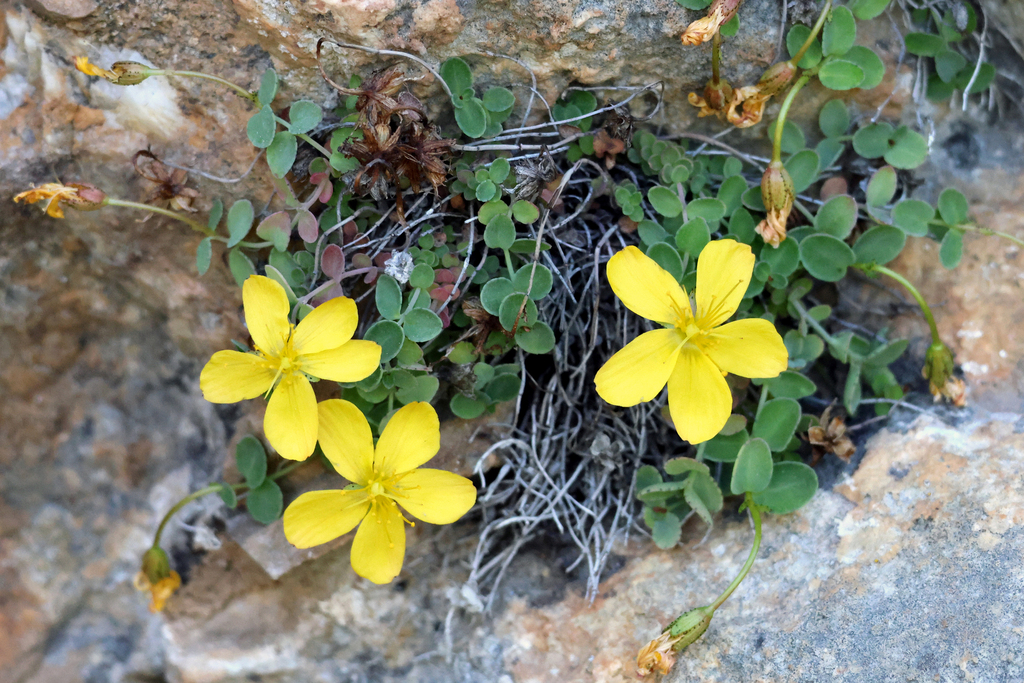 Hypericum boehlingraabei