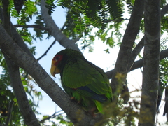 Amazona xantholora