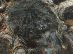 Acanthoscurria paulensis