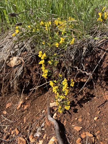 Genista januensis, photograph 6