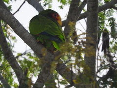 Amazona xantholora