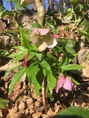 Helleboreae