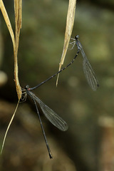 Melanesobasis flavilabris