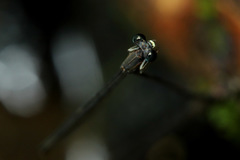 Melanesobasis flavilabris