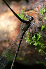 Melanesobasis flavilabris