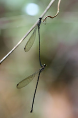 Melanesobasis flavilabris