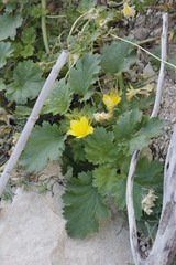 Eucnide bartonioides