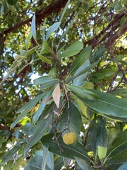 Arbutus × andrachnoides