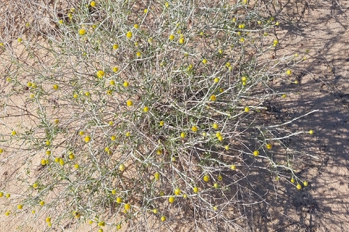 Rhanterium epapposum