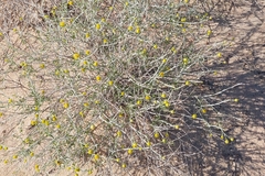 Rhanterium epapposum