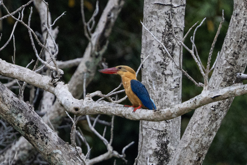 Pelargopsis capensis