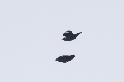 Common Hill Myna (Gracula religiosa), photo 5