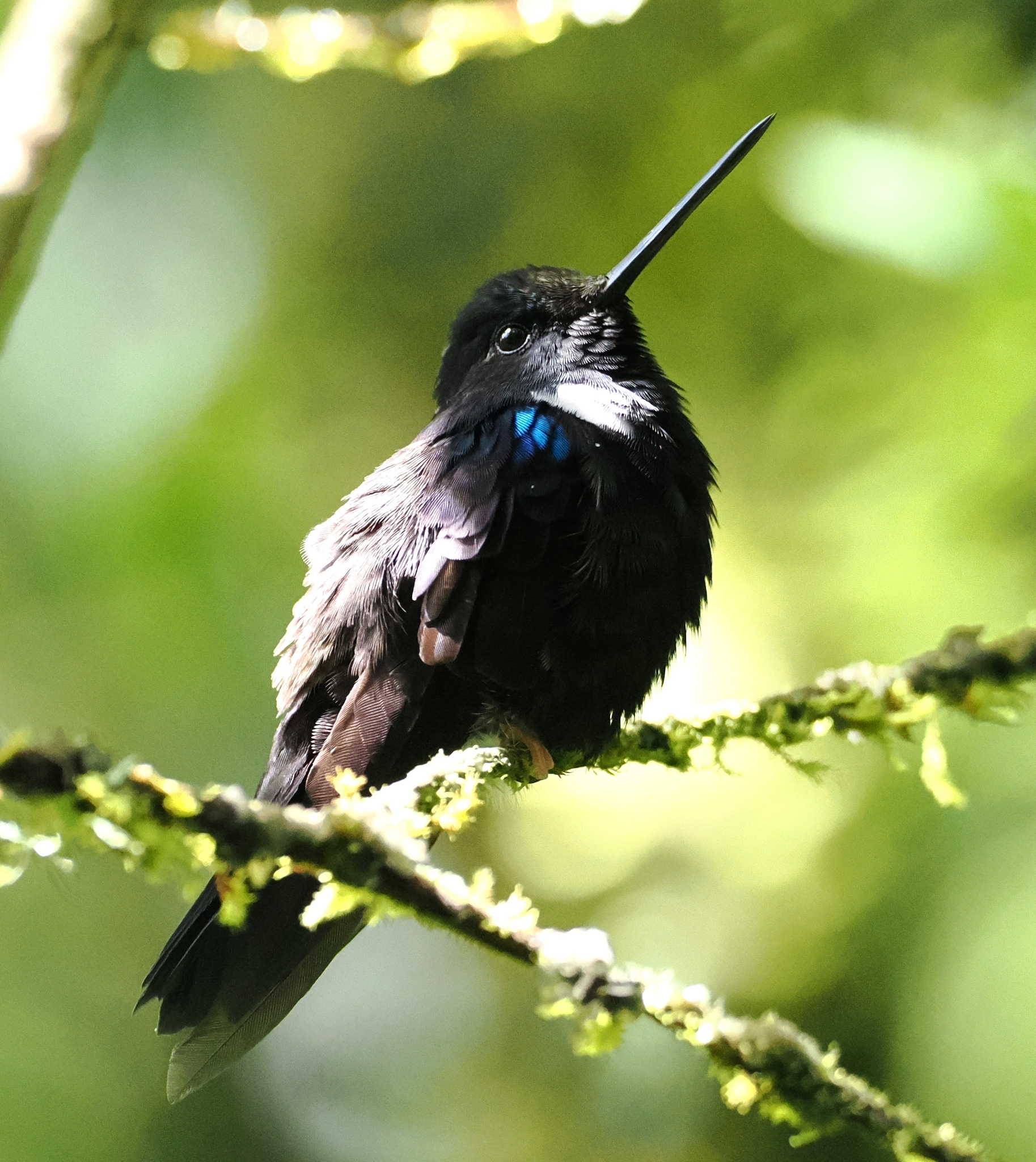 Black Inca (Coeligena prunellei), photo 2