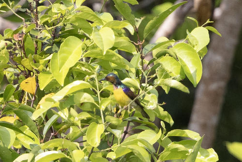 Brown-throated Sunbird (Anthreptes malacensis), photo 4