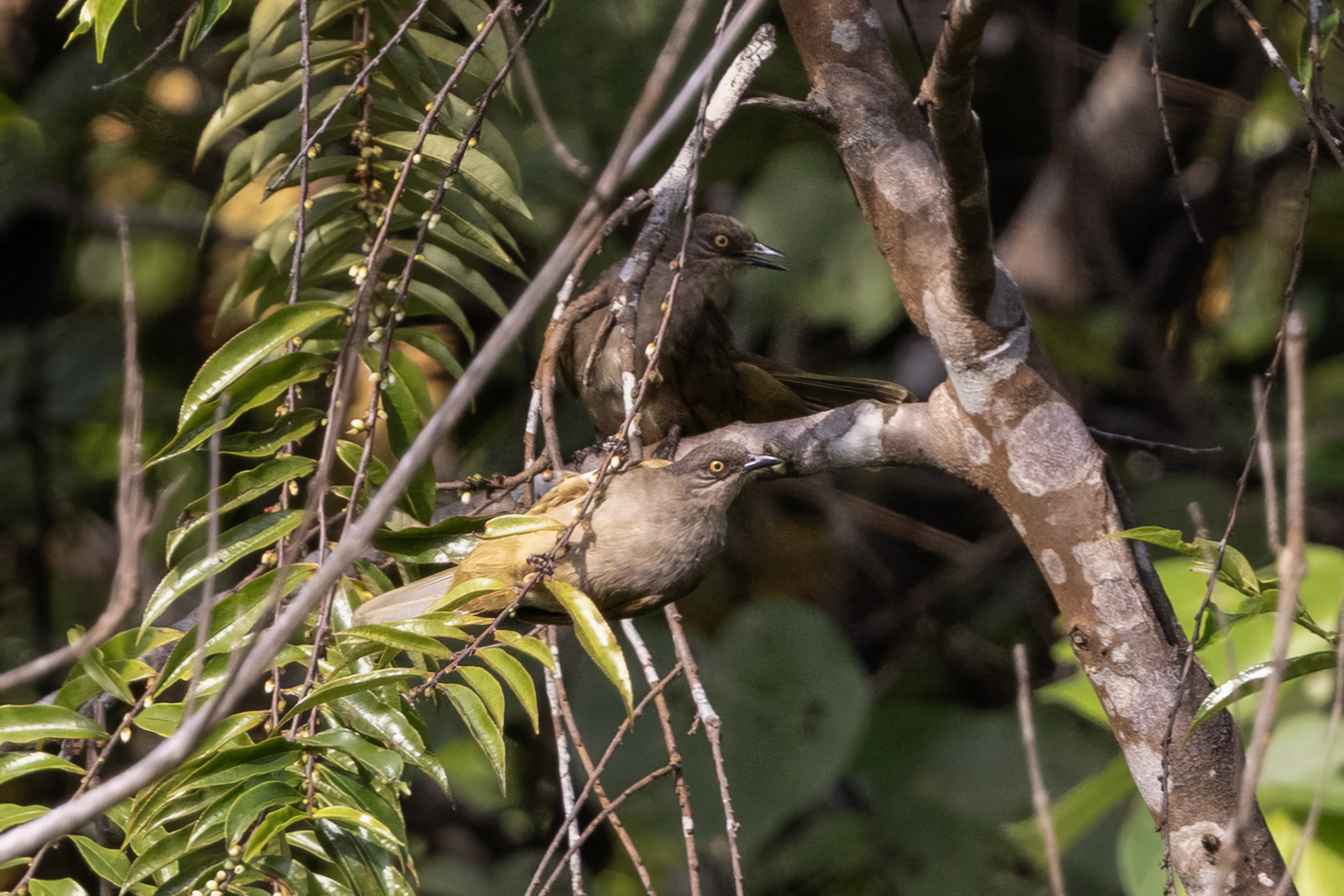 Olive-winged Bulbul (Pycnonotus plumosus), photo 3