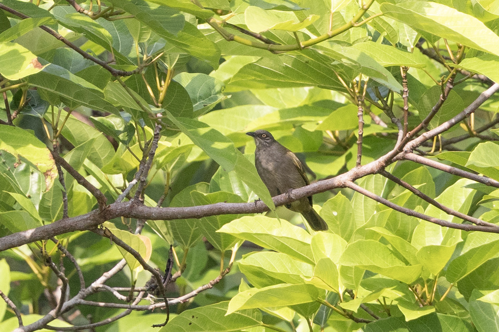 Olive-winged Bulbul (Pycnonotus plumosus)