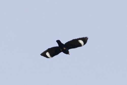Common Hill Myna (Gracula religiosa), photo 4