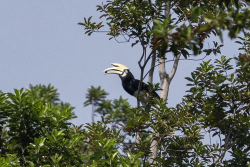 Anthracoceros albirostris