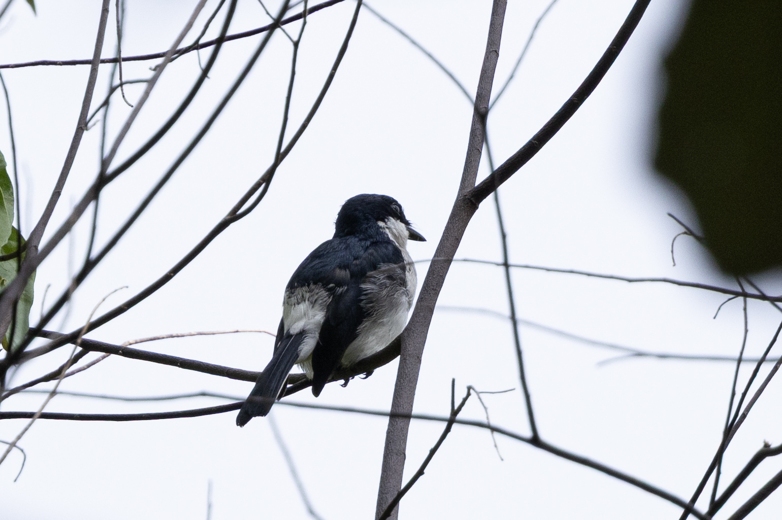 Black-winged Flycatcher-shrike (Hemipus hirundinaceus), photo 4