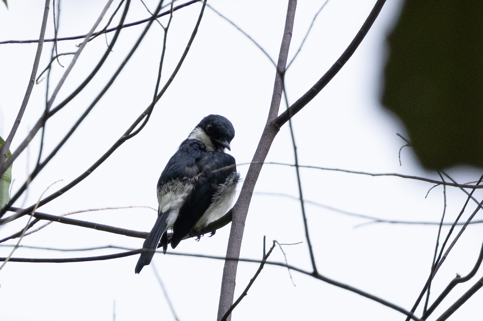 Black-winged Flycatcher-shrike (Hemipus hirundinaceus), photo 5