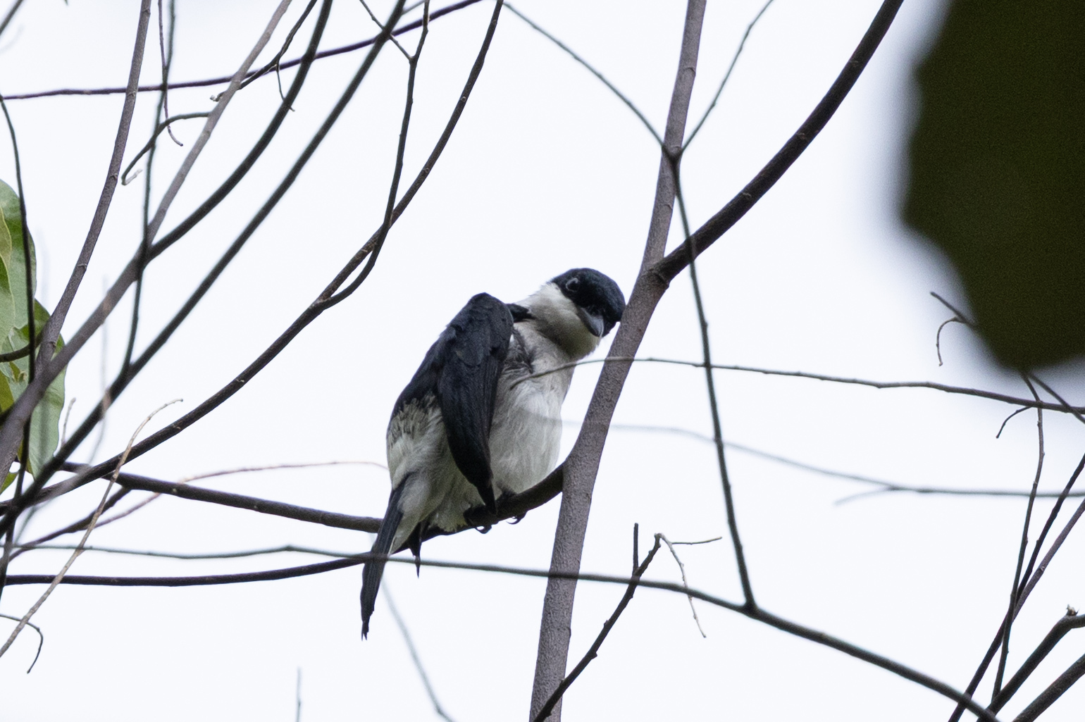 Black-winged Flycatcher-shrike (Hemipus hirundinaceus), photo 6