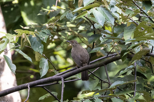 Pycnonotus brunneus
