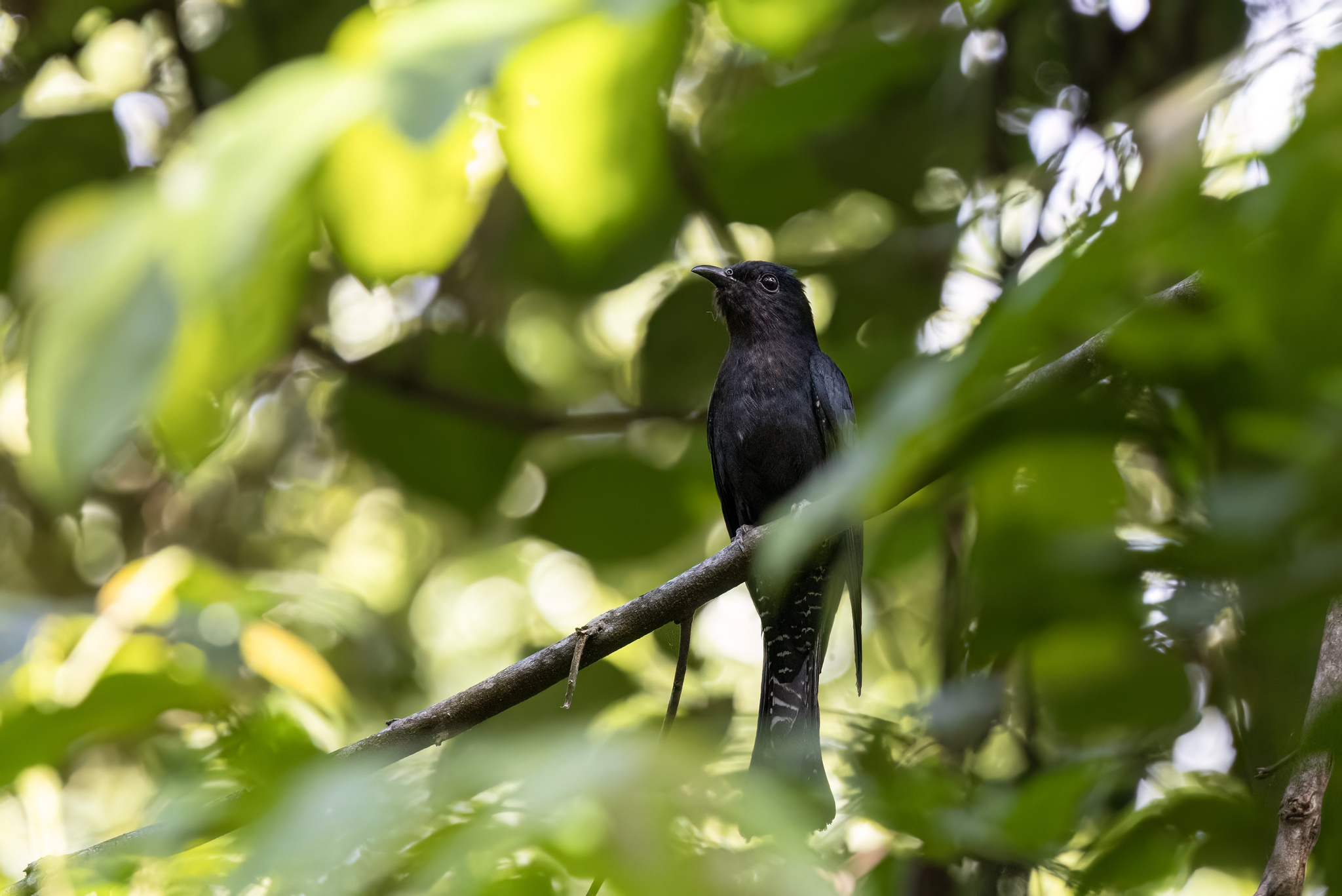 Square-tailed Drongo-Cuckoo (Surniculus lugubris), photo 3