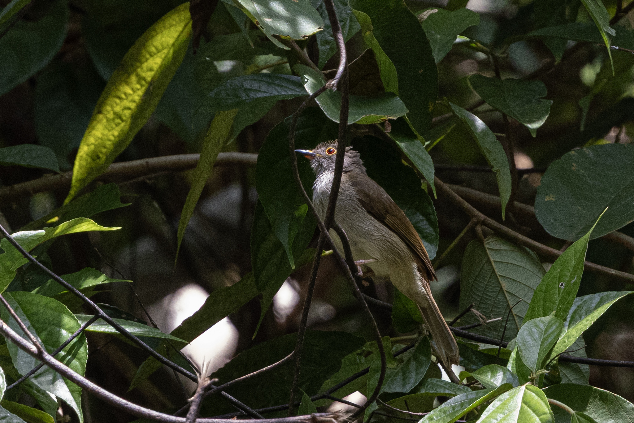 Spectacled Bulbul (Rubigula erythropthalmos), photo 1