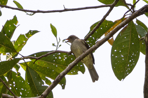 Spectacled Bulbul (Rubigula erythropthalmos), photo 2