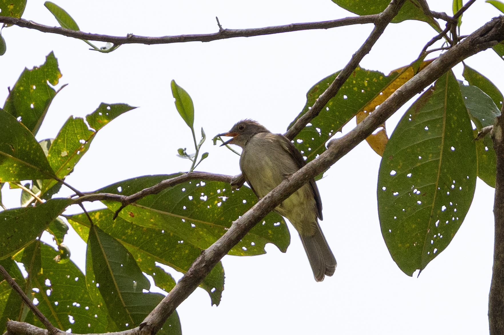 Spectacled Bulbul (Rubigula erythropthalmos), photo 2