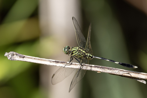 Orthetrum sabina
