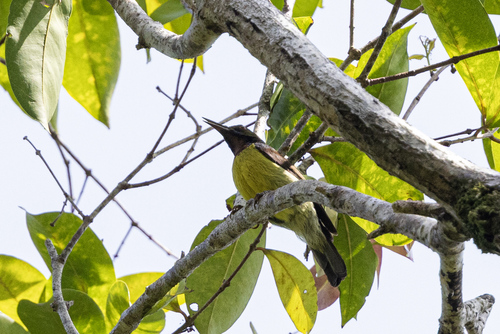 Brown-throated Sunbird (Anthreptes malacensis), photo 3