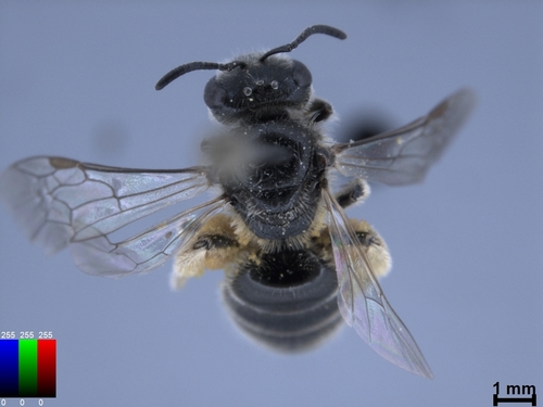 iNaturalist observation photo of Halictina
