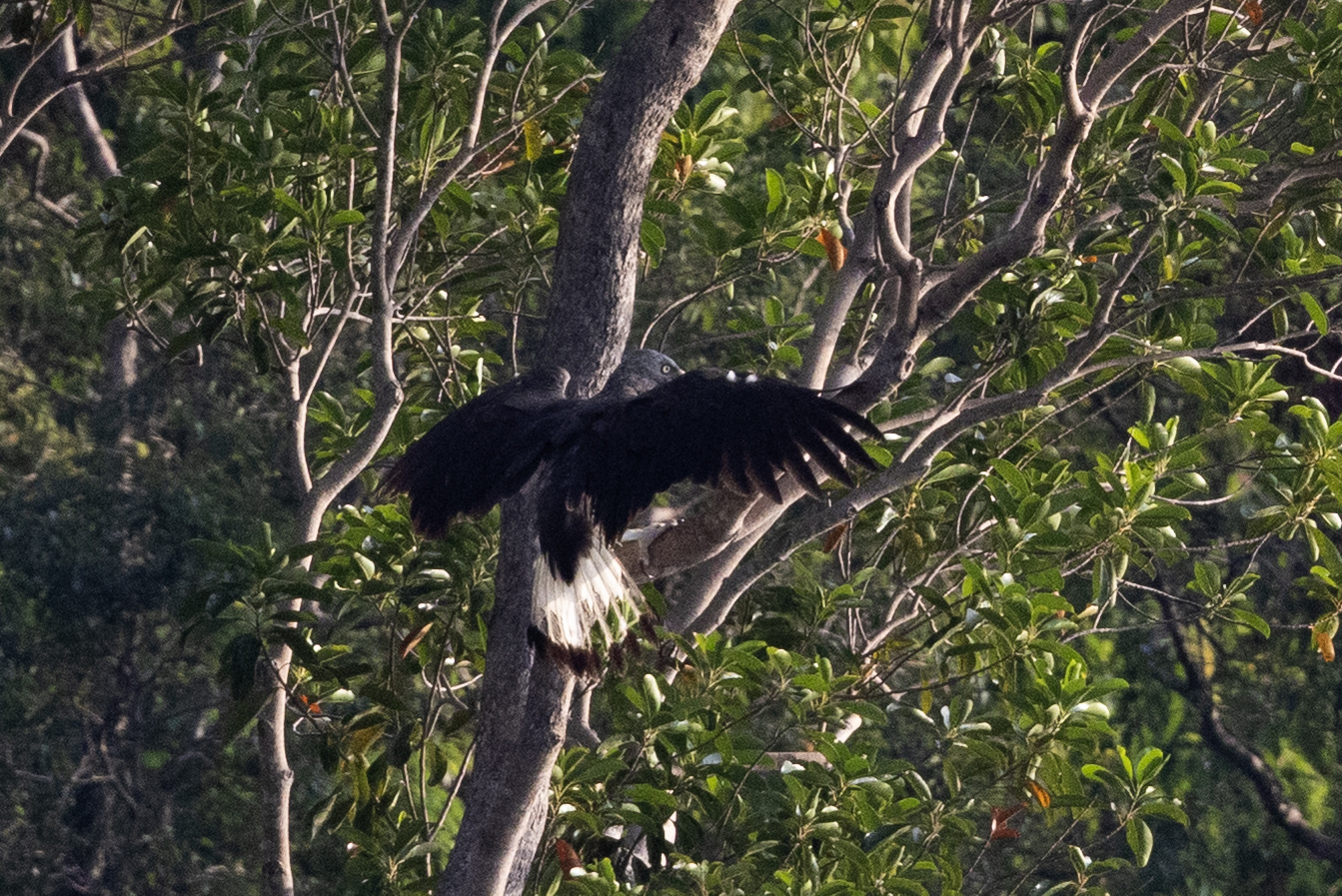Grey-headed Fish Eagle (Icthyophaga ichthyaetus), photo 3