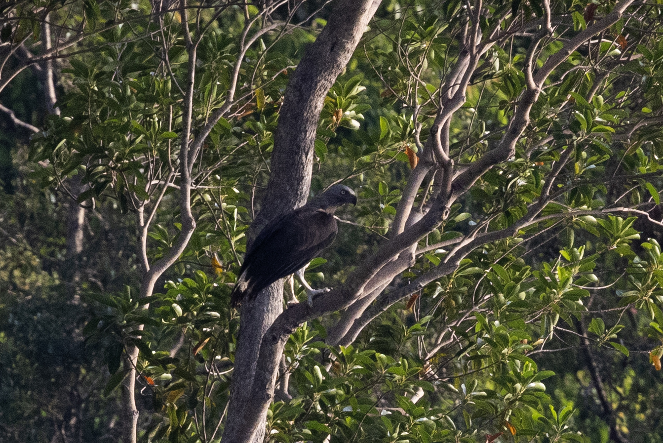 Grey-headed Fish Eagle (Icthyophaga ichthyaetus), photo 2