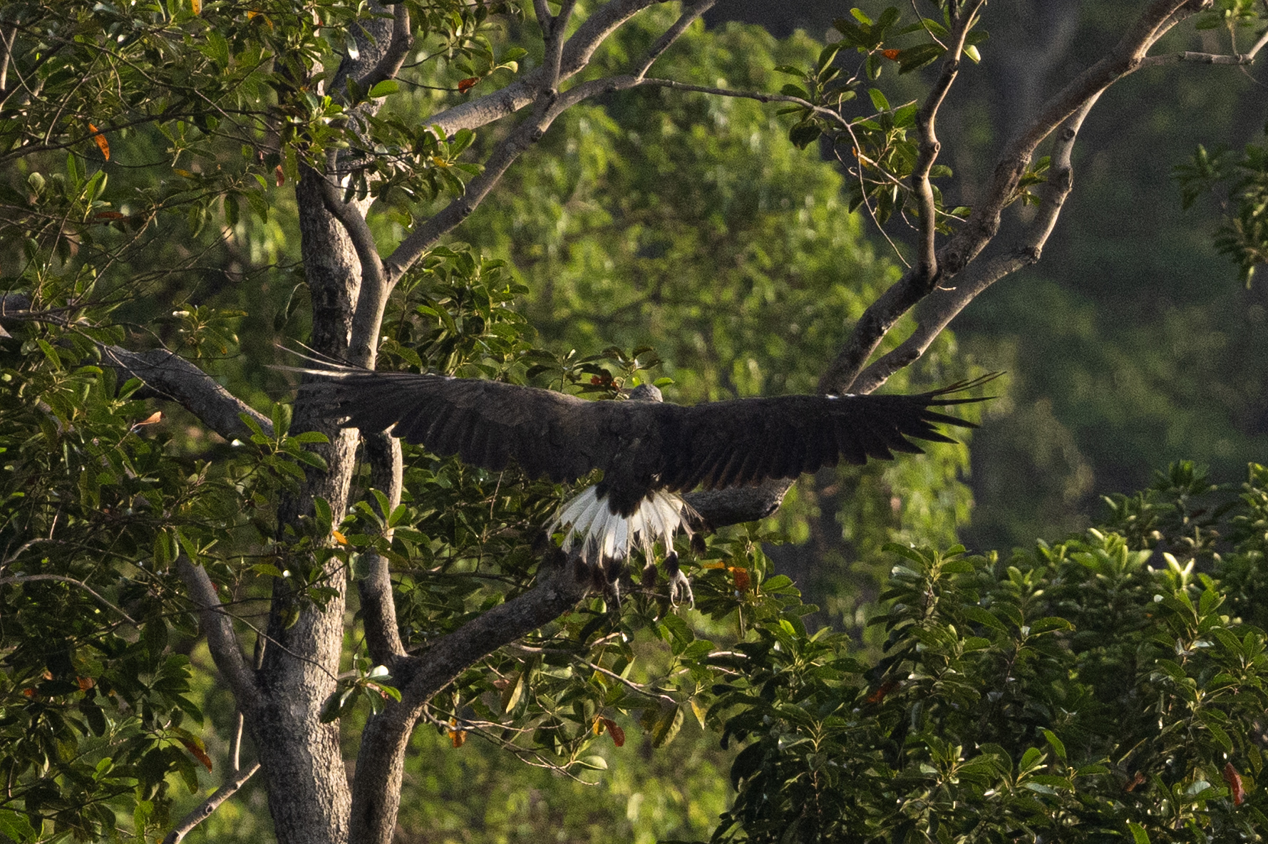 Grey-headed Fish Eagle (Icthyophaga ichthyaetus), photo 4