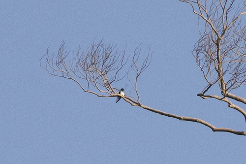 Grey-rumped Treeswift (Hemiprocne longipennis)