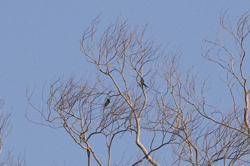 Grey-rumped Treeswift (Hemiprocne longipennis), photo 2
