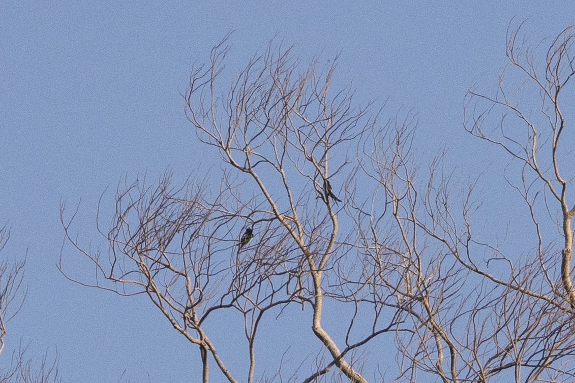 Grey-rumped Treeswift (Hemiprocne longipennis), photo 2