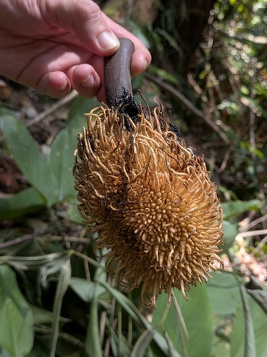 Artocarpus elasticus, photograph 2