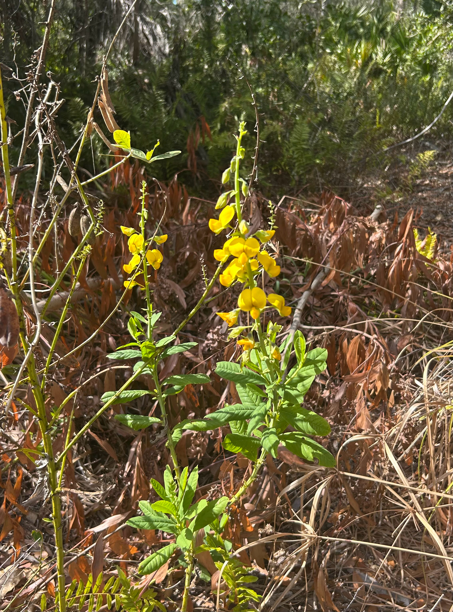Showy Rattlebox (Crotalaria spectabilis)