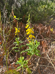 Fuchsienblättrige Kapproche (Crotalaria spectabilis)
